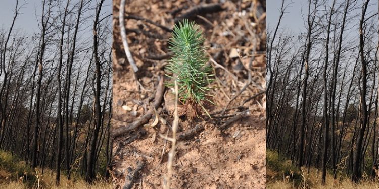 Οδοιπορικό στην Βαρυμπόμπη: Ένα χρόνο μετά την πυρκαγιά παραμένει η εγκατάλειψη